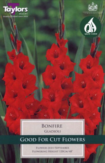 Bonfire Garden Gladioli Bulbs  Pack 10 - KeansClaremorris