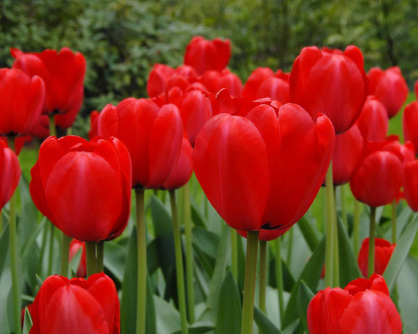 Tulip Darwin Hybrid Mix 50c ea 10 for €4 - KeansClaremorris